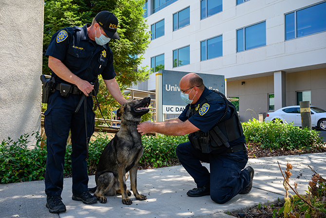 one police officer watches while other officer kneels to attach badge to dog's collar