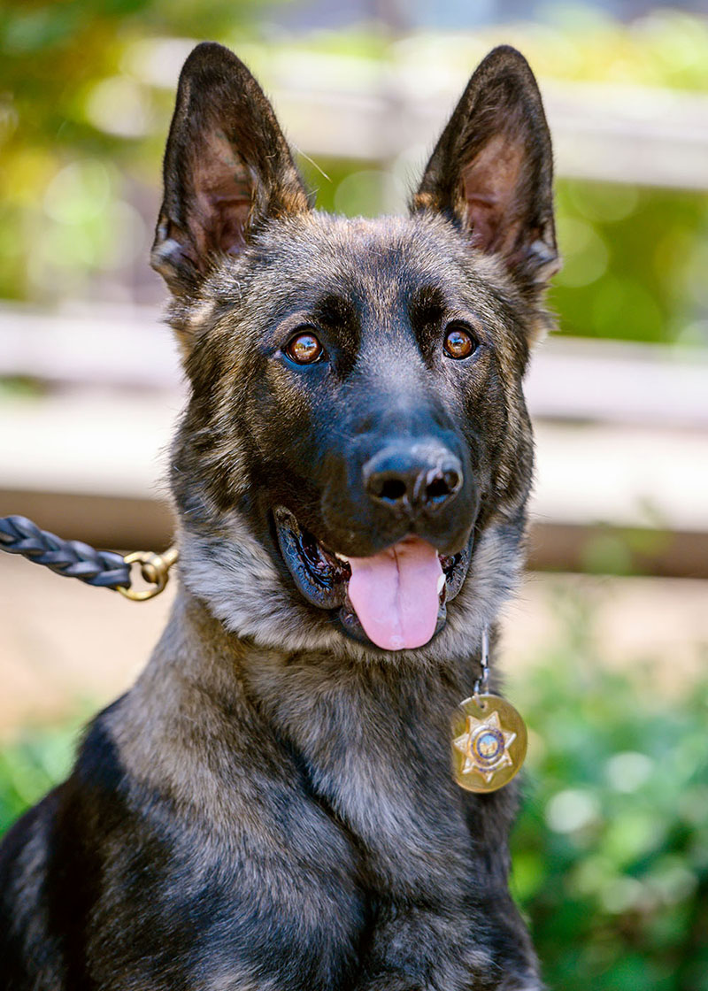 Photo of K-9 Rono, a German Shepherd, with a UC Davis police badge collar.