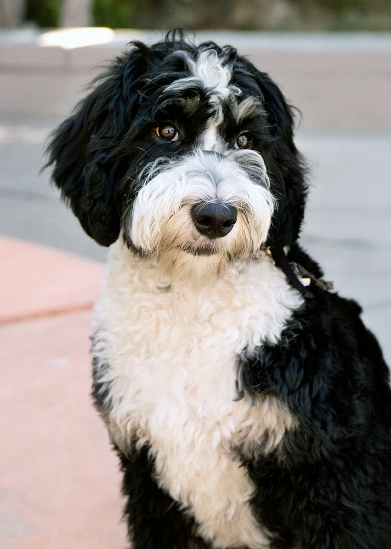 Photo of K-9 Leia, a black and white Bernedoodle with curly hair.