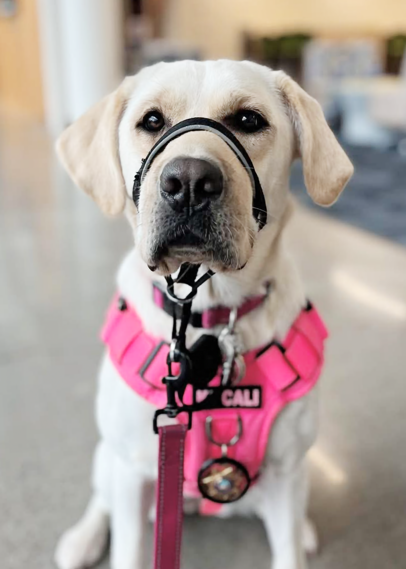 Picture of K-9 Cali, a blond Labrador, in a pink harness.