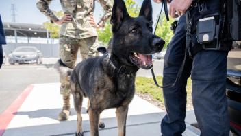K9 Rono, a brown and black German Shepherd, looking happy with his tongue out.