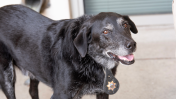 K9 Charlie with grey hairs wagging his tongue.
