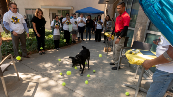 K9 Charlie playing with tennis balls at his retirement party.