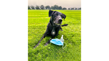 K9 Charlie sitting on a lawn next to a face mask and hand sanitizer.