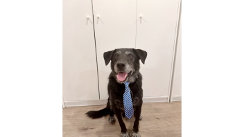K9 Charlie wearing a tie.