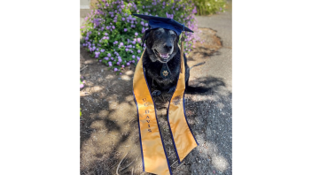 K9 Charlie wearing a UC Davis graduation cap and sash.