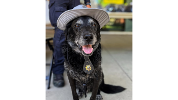 K9 Charlie wearing a sun hat.