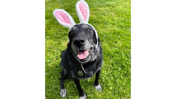 K9 Charlie wearing bunny ears.