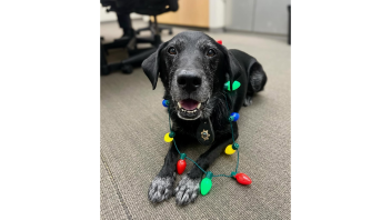 K9 Charlie with a string of green and red holiday lights around his neck.