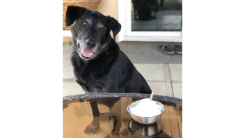 K9 Charlie wagging his tongue and looking at a treat with a candle in it for his birthday.