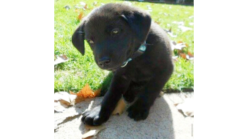 K9 Charlie as a puppy.