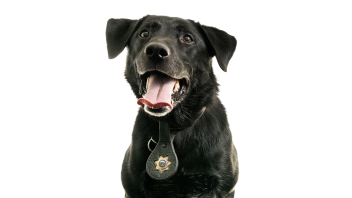 K9 Charlie wagging his tongue with an all-white background.