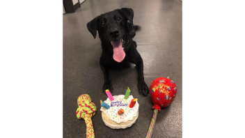 K9 Charlie with rope toys and a birthday cake.