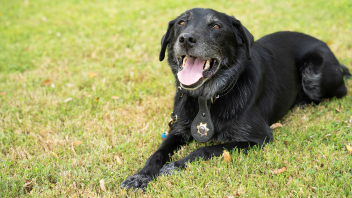 K9 Charlie sitting in the grass.