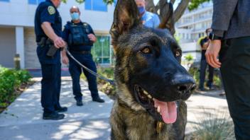 Photo of police dog.