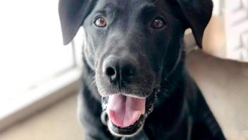 Photo of police dog.