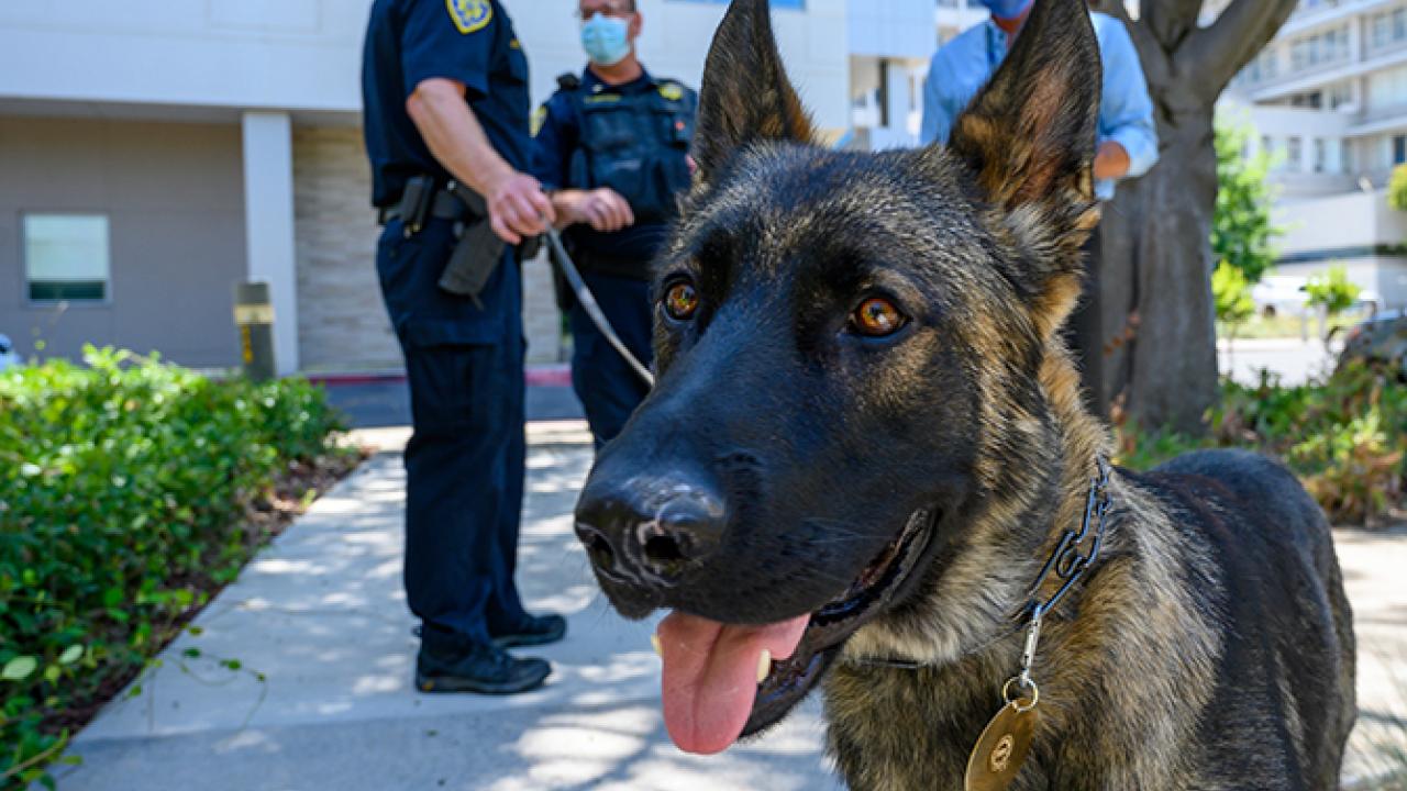 Close-up on German shepherd dog's face, on a leash with police officers in the background