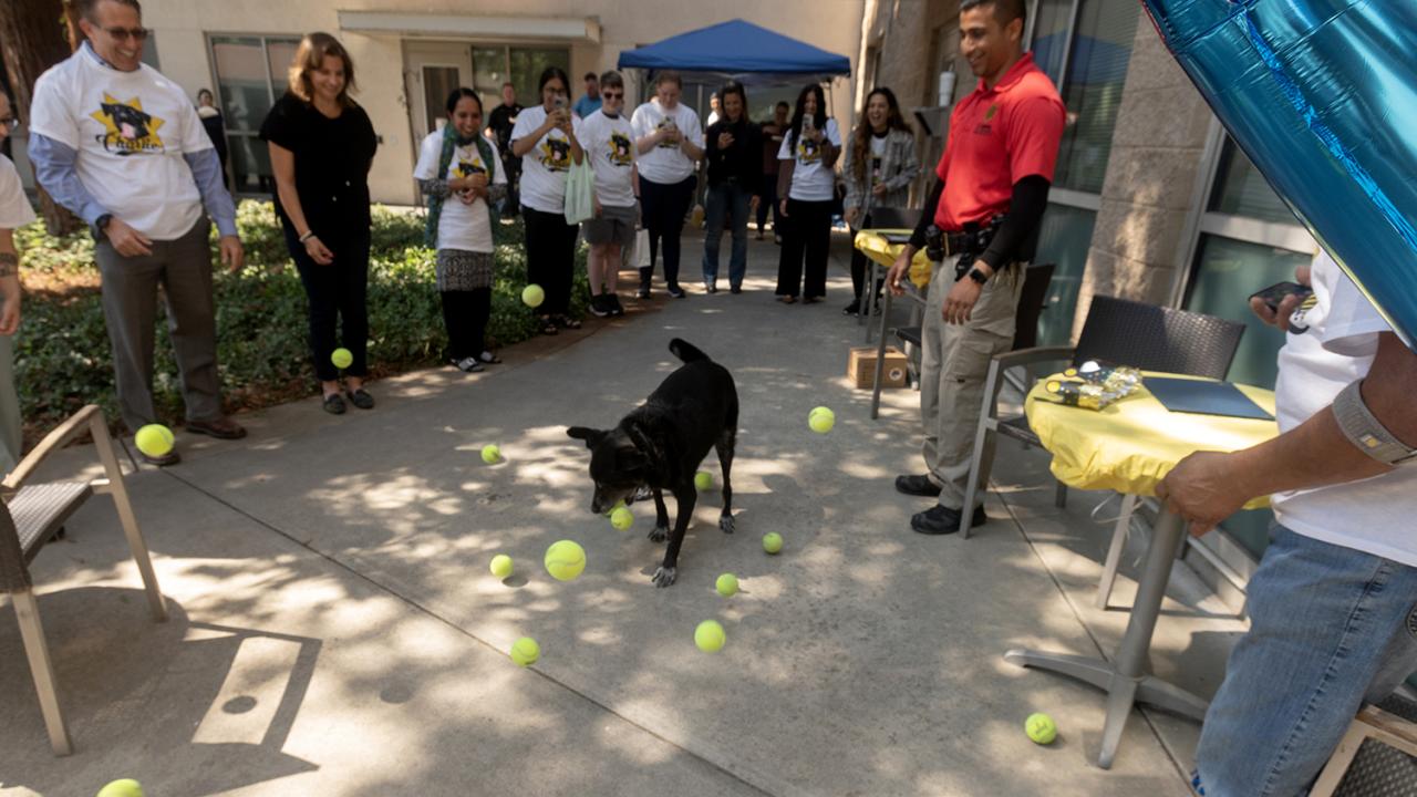 K9 Charlie playing with tennis balls at his retirement party.