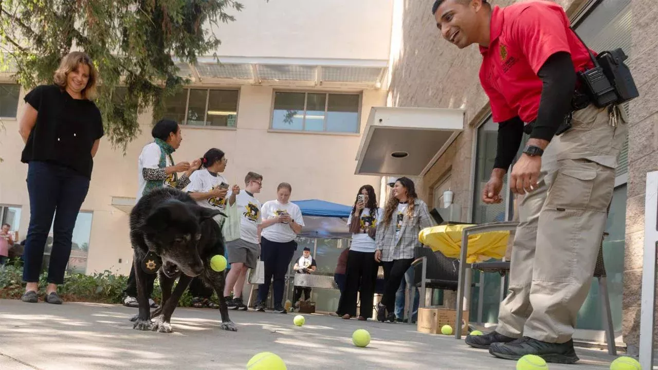 Image of Charlie, a black Labrador, chasing after multiple tennis balls
