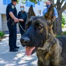 Close-up on German shepherd dog's face, on a leash with police officers in the background