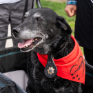 K9 Charlie wearing a red bandana at the Love on the Run K9 5K event.