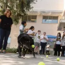 Image of Charlie, a black Labrador, chasing after multiple tennis balls