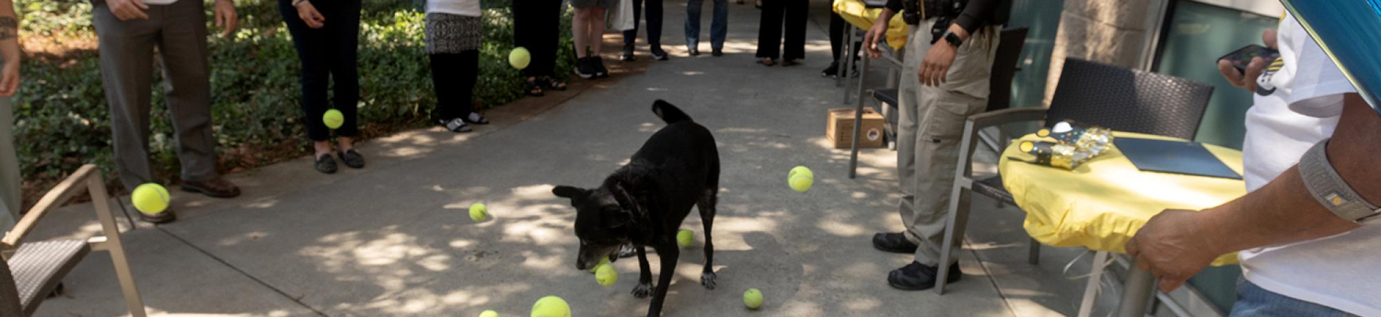 K9 Charlie playing with tennis balls at his retirement party.