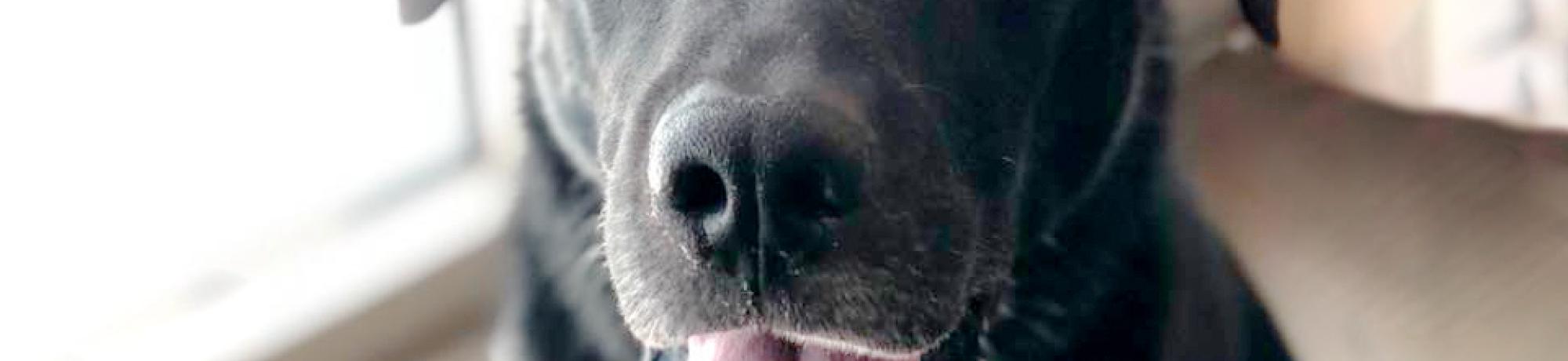 Photo of police dog.